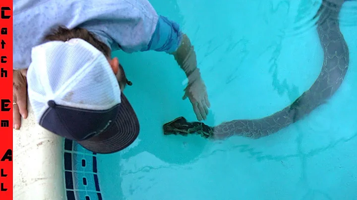 **PART 2** 15 FOOT PYTHON in FLORIDA POOL Meets PYTHON COWBOY!