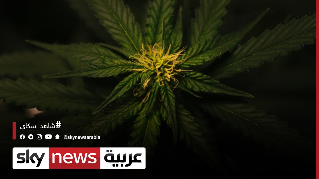 ما هو موقع القنب الهندي في الأسواق النظامية العالمية | #وثائقيات_سكاي