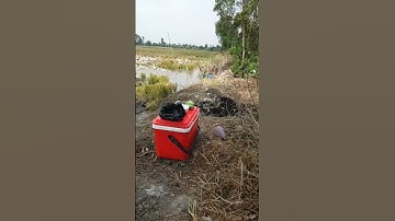 lương cá lóc nướng nó thơm gì đâu nhăm nhi rượu đế thật là phê