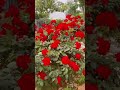 Rose Garden ll #sachettandon