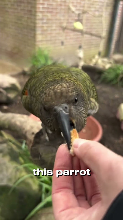 Top 5 Smartest Birds in the World!