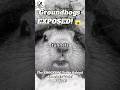 Groundhogs EXPOSED! 😱👀The SHOCKING Truth Behind America’s “Cute” Rodent! #groundhogs #animals