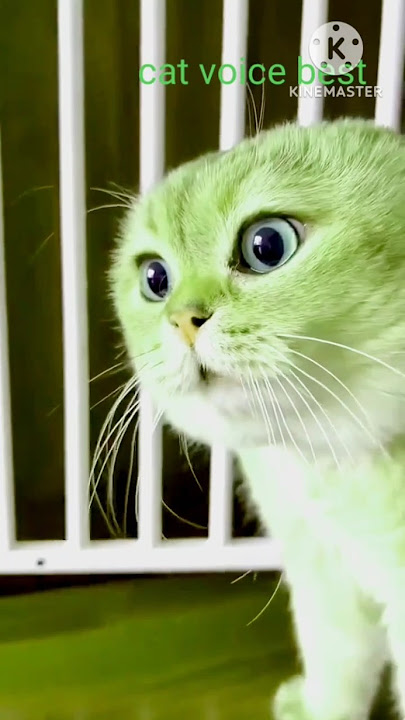 # cat sound #caten  shorts 😃🐈# cat voice video