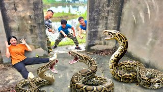 Brave Hunter Rescues Young Girl From 3 Giant Python Profile