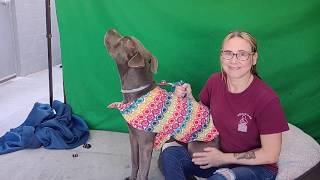 A5039403 Bonny Pit Bull