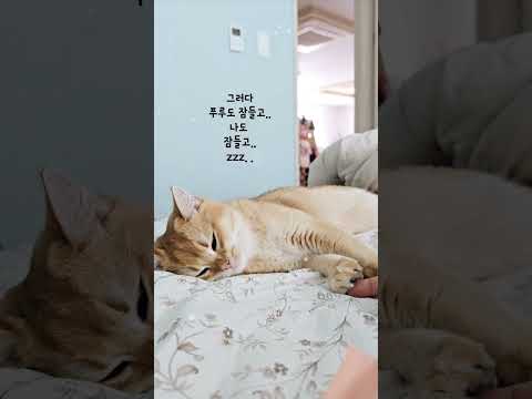 #나도있어고양이 #푸루 #고양이#cat #예뻐 #사랑스러워#나의사랑 #김푸~ #<strong>withyou</strong>