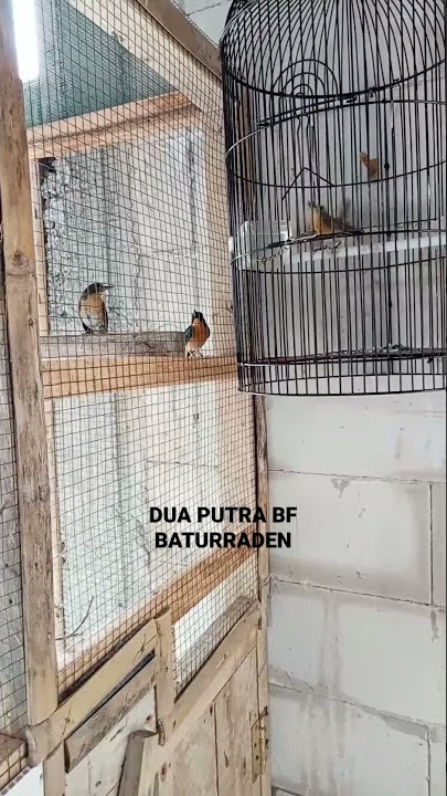 Sistem cemburu tledekan gunung agar cepat birahi