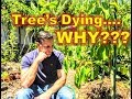 My Tree Is Dying.... Yet, I Did Everything Right ???