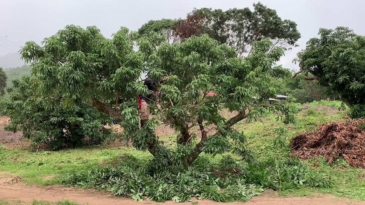 การตัดแต่งกิ่งลิ้นจี่ : เกษตรไทยวัยทีน