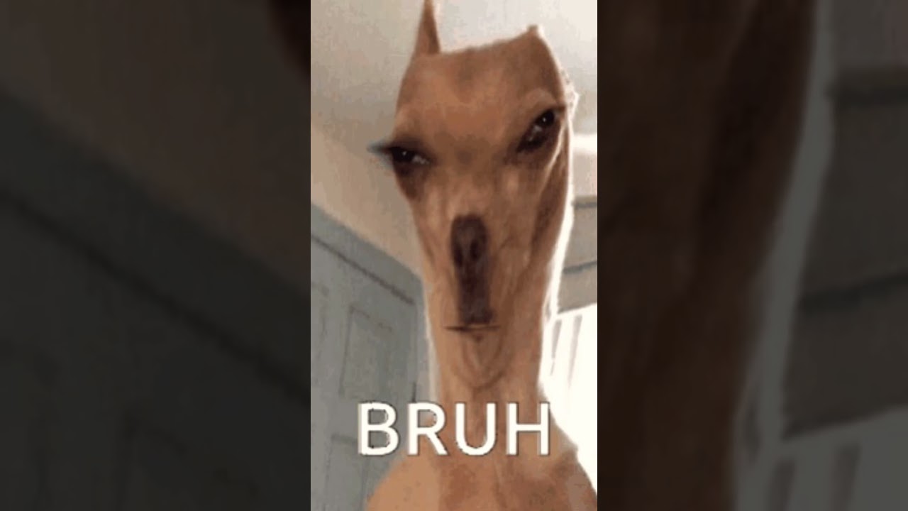 Anisa Jomha Struggles To Download Zoom