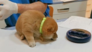 Mashu's First Cry & His First Visit to the Vet Too 😢