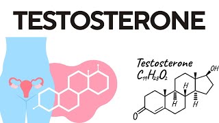 What is Testosterone Hormone?