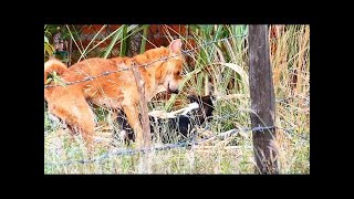 RuralDogs in Middle Village!! Rhodesian Ridgeback Vs Canaan Dog in Summer