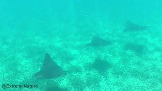 Key Largo Snorkeling Tours with Sundiver