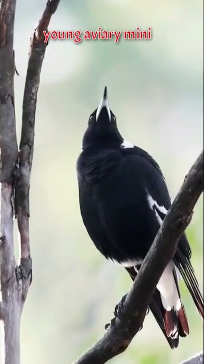 suara burung paling keren,unik,,,the coolest and unique bird sounds..#shorts #Feed shorts