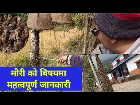 उडेका मौरी सुरक्षित तरिकाले यसरी छोप्नुहोस् | मौरी पालन | Mauri Palan | Bee Rearing | 🐝🍯