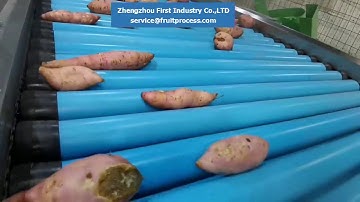 sweet potato washing drying grading machine