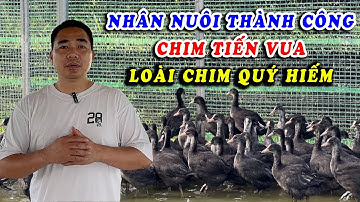 ĐƠN VỊ ĐẦU TIÊN NHÂN NUÔI THÀNH CÔNG LOÀI CHIM QUÝ HIẾM - CHIM SÂM CẦM | KHỞI NGHIỆP CHĂN NUÔI