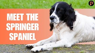 English Springer Spaniel Dog Breed Information