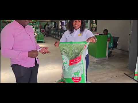 Zimbabwe S Rancher Collen Tafireyi The Owner Of Sinyo Boran Stud A Cattle Breeder