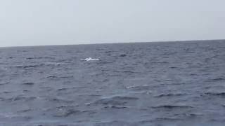 Capodoglio - First Sperm Whale sighting in Ischia 2016 summer season by Oceanomare Delphis 733 views 7 years ago 37 seconds