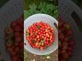 aaj main subah subah uthkar Chali Gai cherry 🍒 🍒 todne ke liye