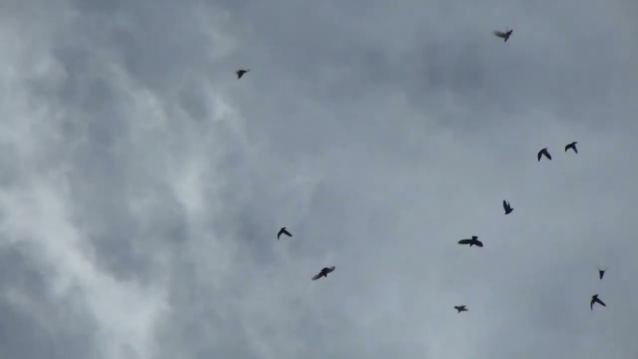 ΤΣΑΡΟΥΧΛΙΔΙΚΑ ΘΕΣΣΑΛΟΝΙΚΗΣ ΒΑΣΙΛΗΣ ΣΑΓΜΑΤΟΠΟΥΛΟΣ ΤΑ ΕΙΧΕ ΟΛΑ ΚΑΙ ΕΧΕΙ ΠΟΛΥ ΜΕΓΑΛΟ ΜΕΛΛΟΝ