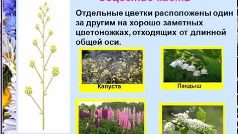 Соцветия простые и сложные цветки