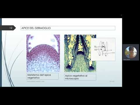 Video: Quali sono i 3 meristemi primari?