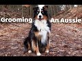 Grooming Your Dog at Home - Australian Shepherd Guide