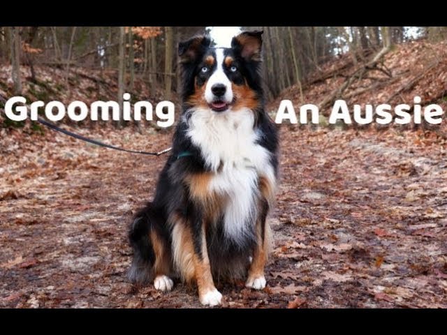 best dog clippers for australian shepherd