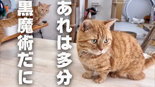 みゅうちゃんの持ってきたあるものを恐れてる茶々パパ #猫 #マンチカン