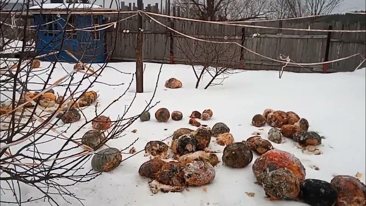 Как давать тыкву курам. Как давать тыкву курам