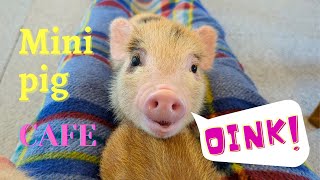 Visiting Japan's Mini Pig Cafe  | Mini Pig cafe Tokyo