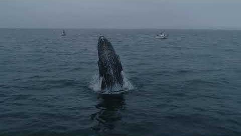 Tourists Treated to Impressive Whale Breach on California Coast