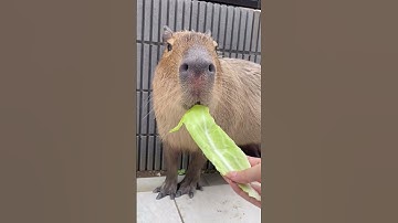 Học và Hỏi - Có nên nuôi Capybara hay không? #xuhuong #khampha #capybara #dongvat #thegioidongvat