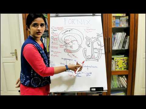 NEUROANATOMY-THE LIMBIC SYSTEM-PART 4-FORNIX-DR ROSE JOSE MD