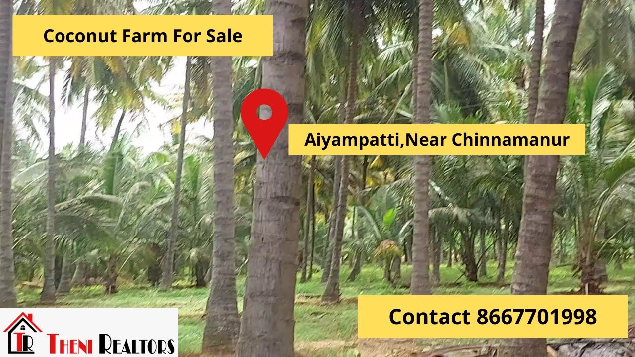 Coconut Farm For Sale In Ayyampatti Theni District, Near Chinnamanur YouTube