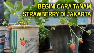 How to Plant Lowland Strawberries in Jakarta