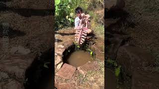 The Mystery Hidden in the Pond 🐢