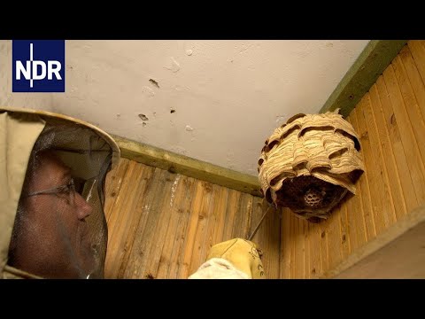 Video: 6 Wege, die Angst vor Wespen und Bienen zu überwinden