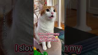 I slowed down my cat’s “meow”… now I’m scared #shorts  #cats  #funnycats  #orangecat  #comedy
