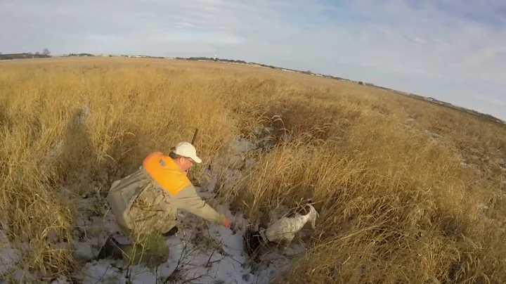 Pheasant Hunting The Late Season - Pender, NE