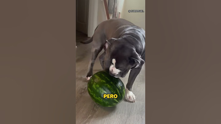 No creerás todo lo que hace por su sandia 🐶​🍉​