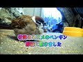 Ep-59 年老いたスズメのペンギンを部屋に招き入れました・I invited an old sparrow to my room.