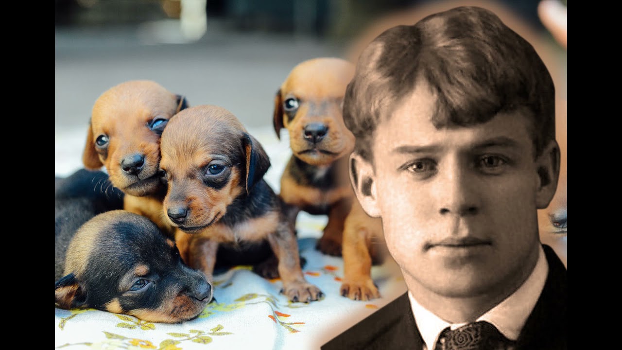 Pjesma o kuji - Sergej Jesenjin (interpret. Zrinko Kapetanić)