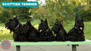 Scottish Terrier  Dog Breed Information