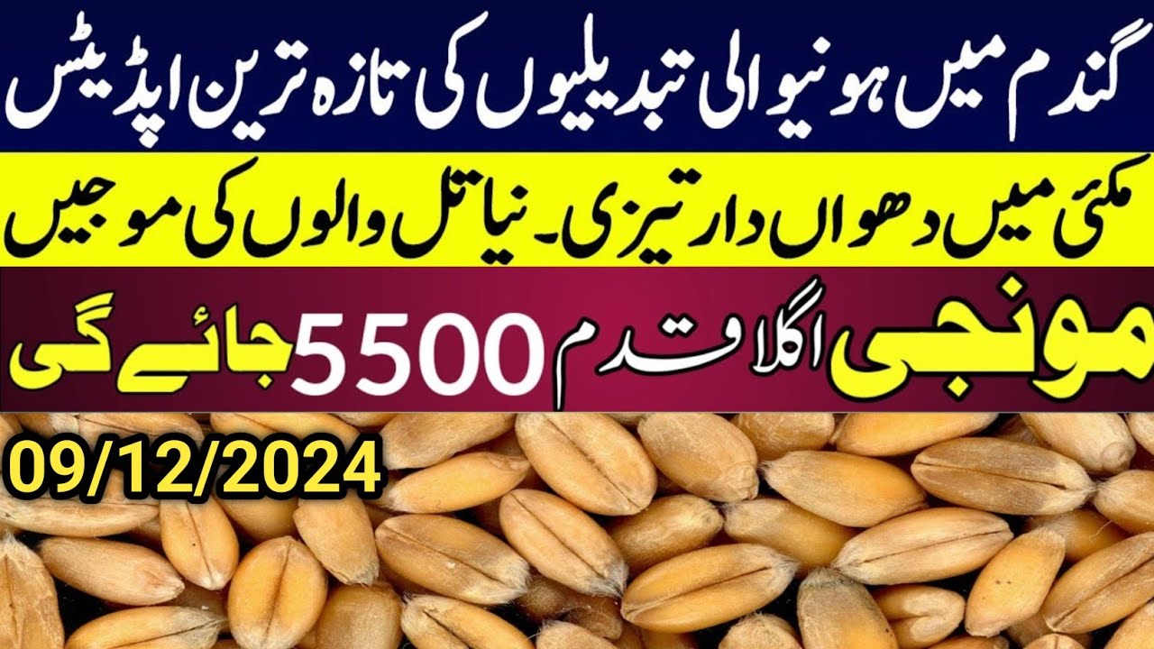 Today Wheat price in punjab//گندم کا ریٹ 2024/munji makki till sarso ...