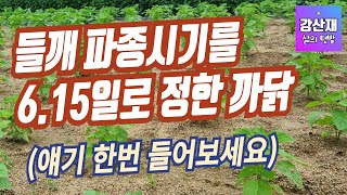 [텃밭] 들깨 파종일을 6.15일로 잡은 까닭입니다 .