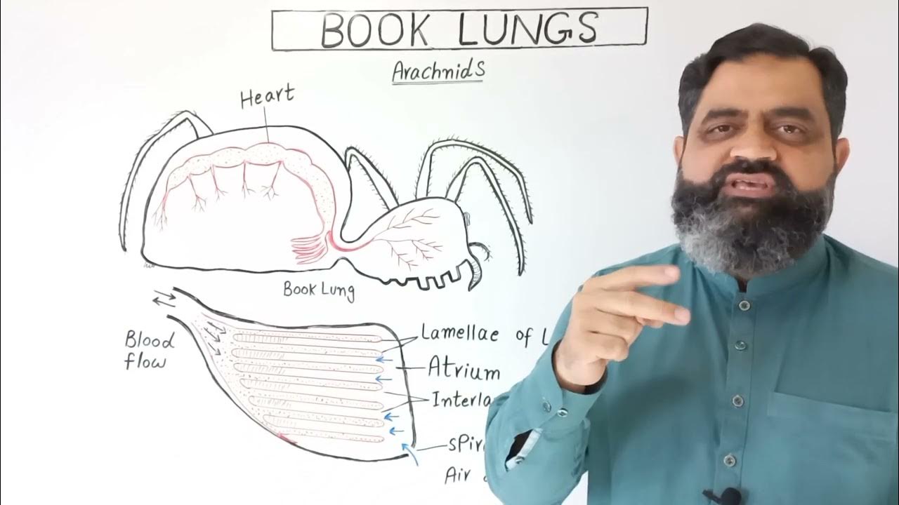 Book Lungs Urdu/Hindi medium prof.masoodfuzail Anatomy and Physiology